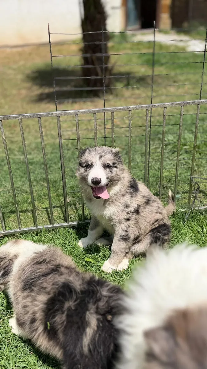 Ücretsiz erkek ve dişi Border Collie yavruları