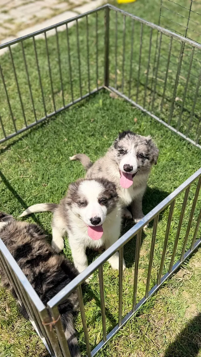 Ücretsiz erkek ve dişi Border Collie yavruları