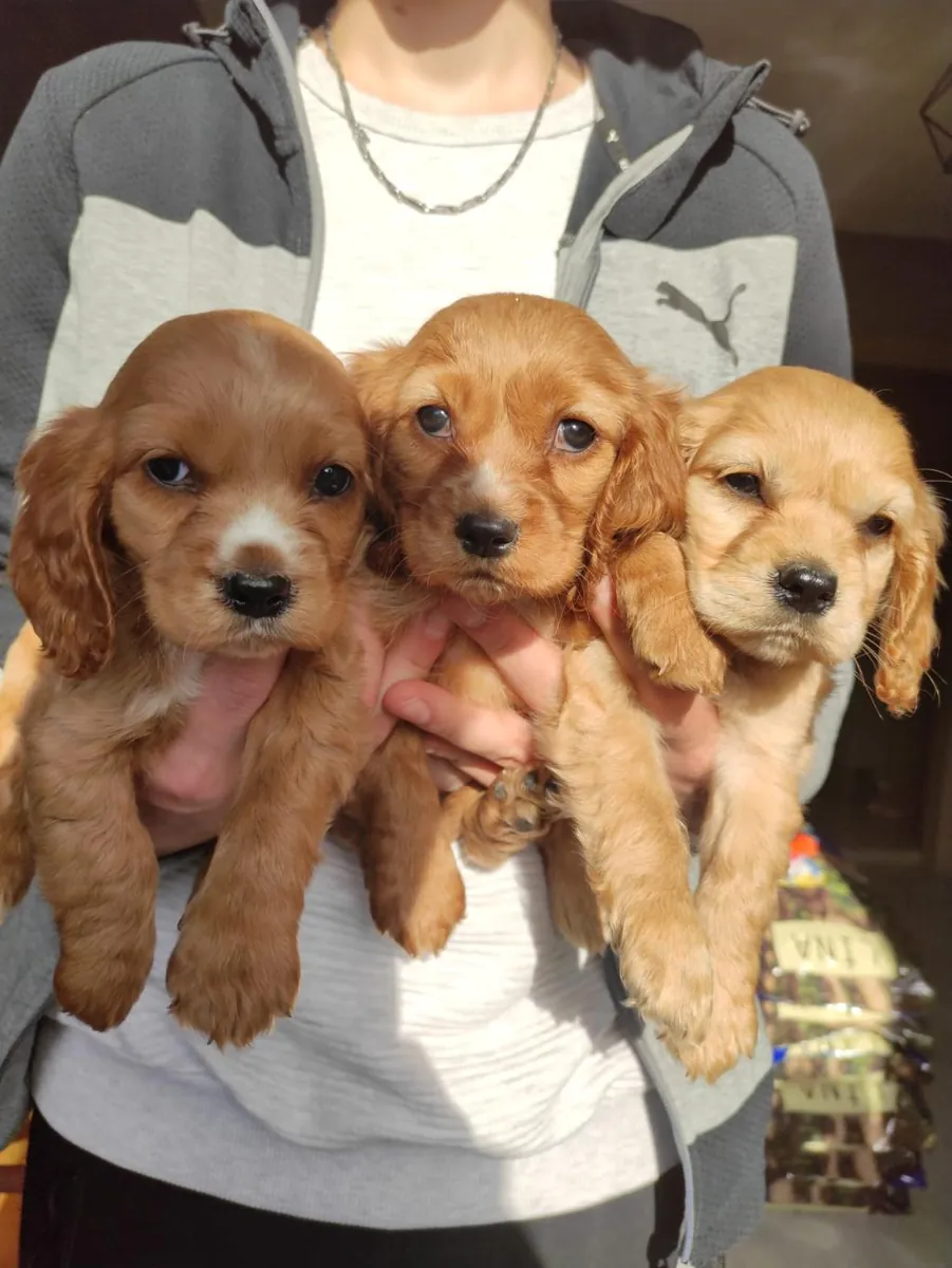 Ücretsiz erkek ve dişi Cocker Spaniel yavruları