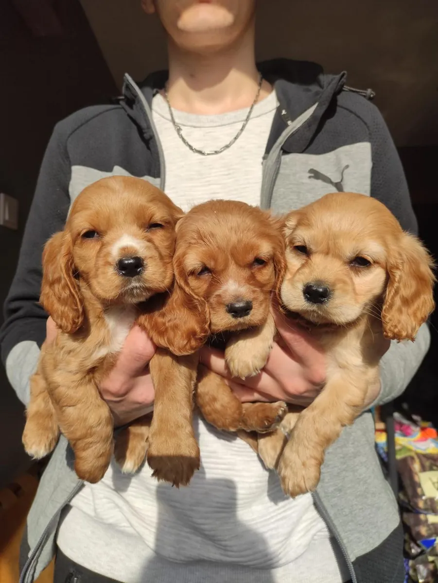 Ücretsiz erkek ve dişi Cocker Spaniel yavruları