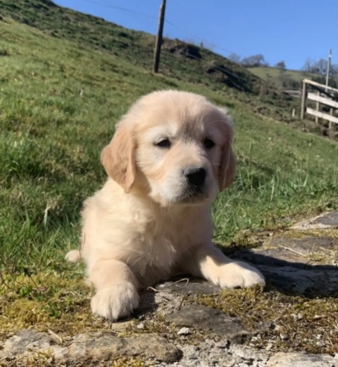 Adorables cachorros de Golden Retriever buscando un hogar para siempre