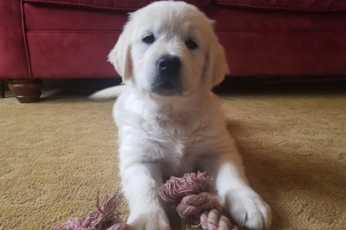 Preciosos cachorros de Golden Retriever disponibles