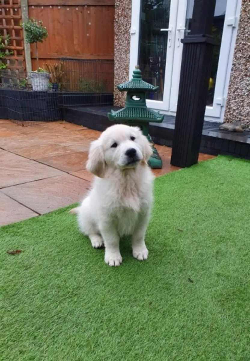 Amables cachorros de Golden Retriever para familias cariñosas
