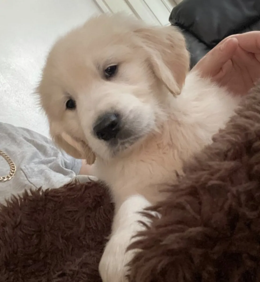 Amables cachorros de Golden Retriever para familias cariñosas