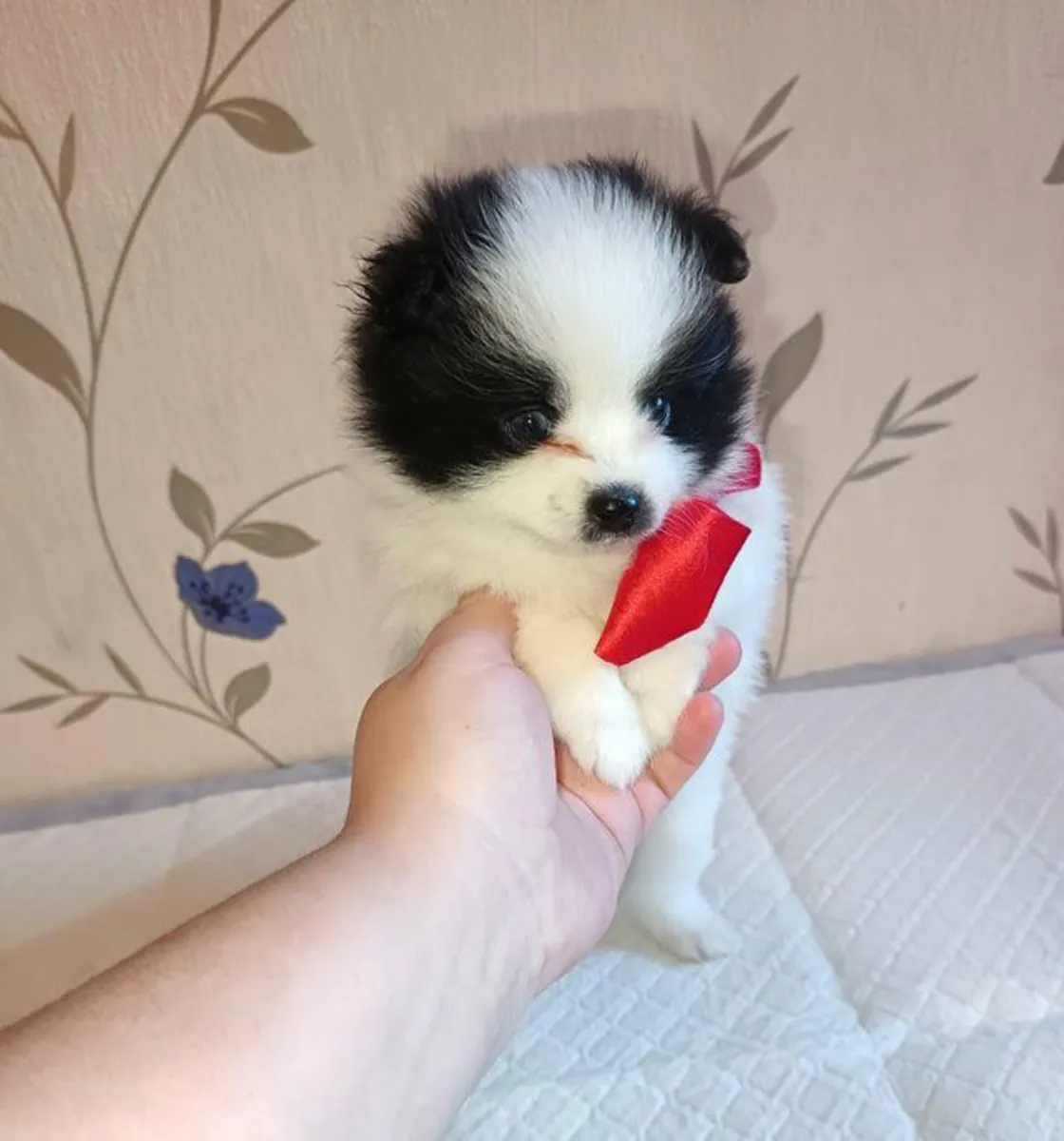 Regalo cachorros Pomerania (macho y hembra)