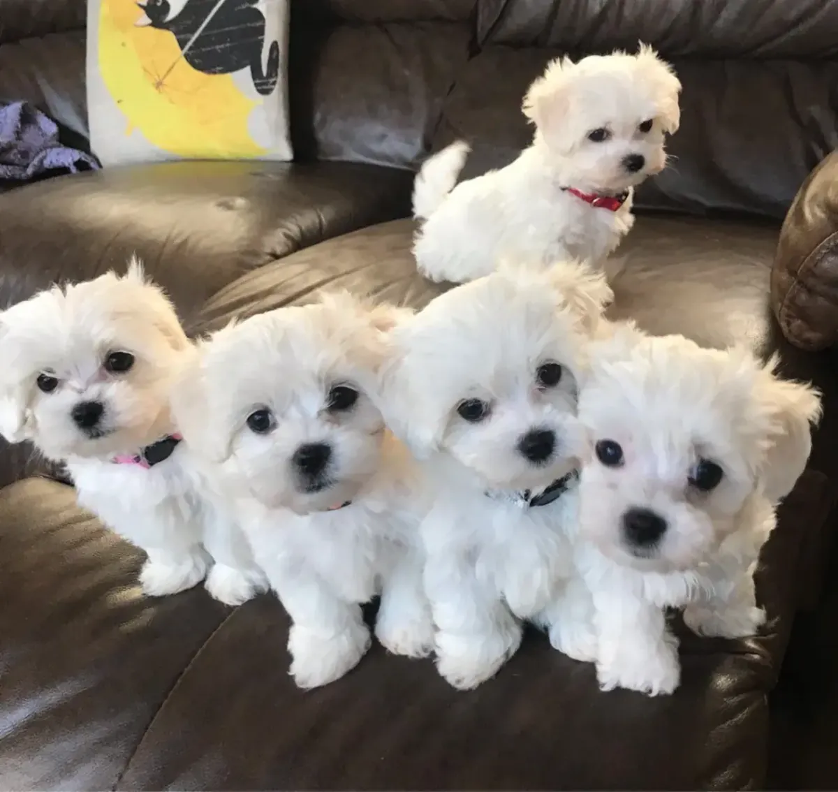 Cachorros Maltés Súper Adorables