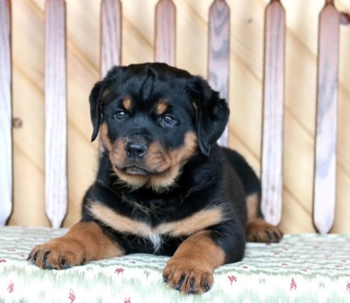 Jolis chiots Rottweiler – Compagnons forts et affectueux