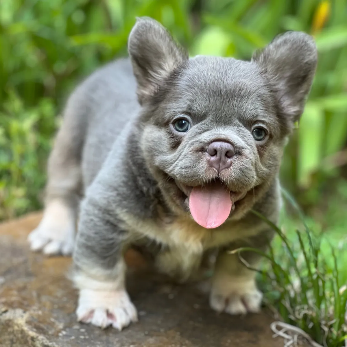 ¡Espectacular y Robusto Cachorro Bulldog Francés Fluffy Azul! 🧸✨