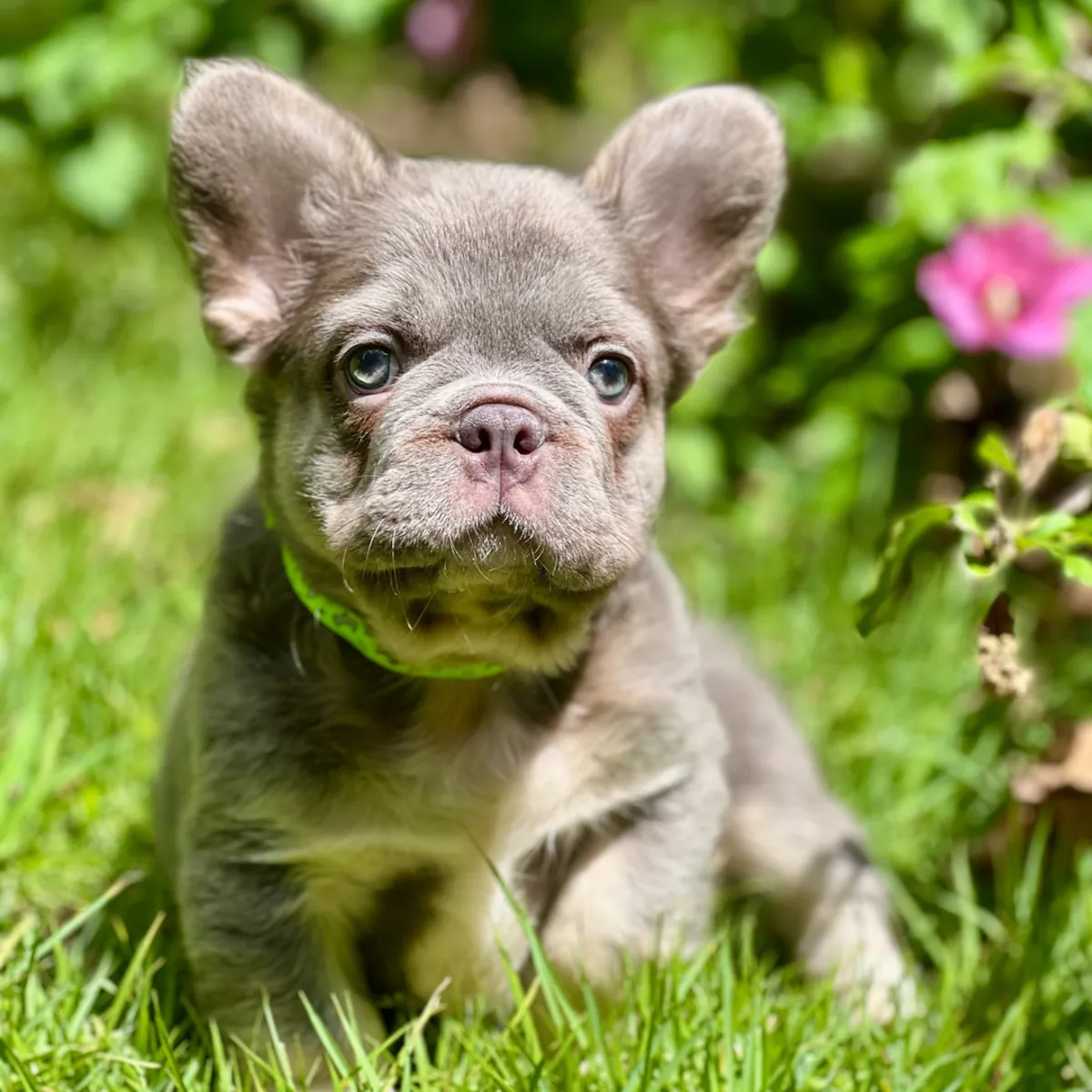 ¡Espectacular y Robusto Cachorro Bulldog Francés Fluffy Azul! 🧸✨