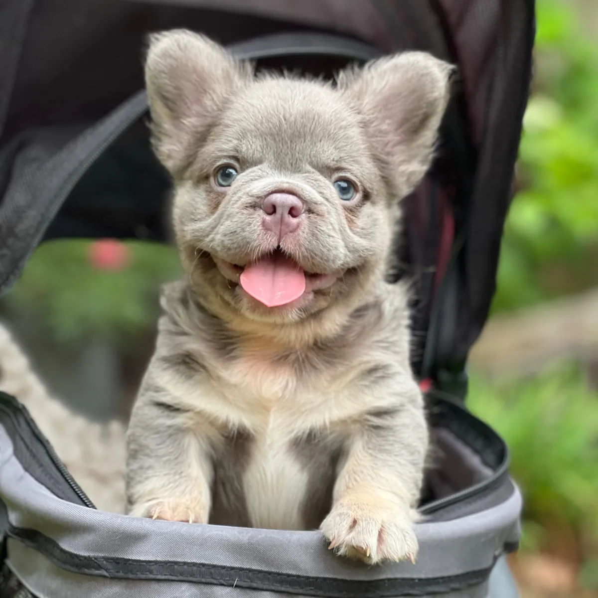 ¡Espectacular y Robusto Cachorro Bulldog Francés Fluffy Azul! 🧸✨