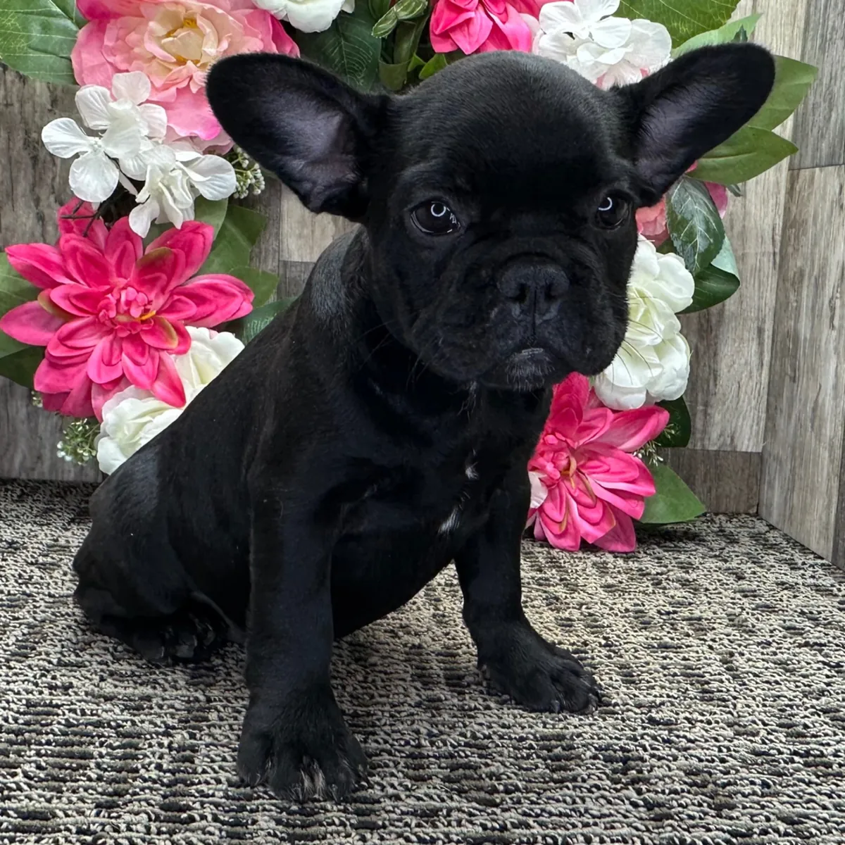 ¡Precioso Cachorro Bulldog Francés Negro Azabache! 🌸🐶
