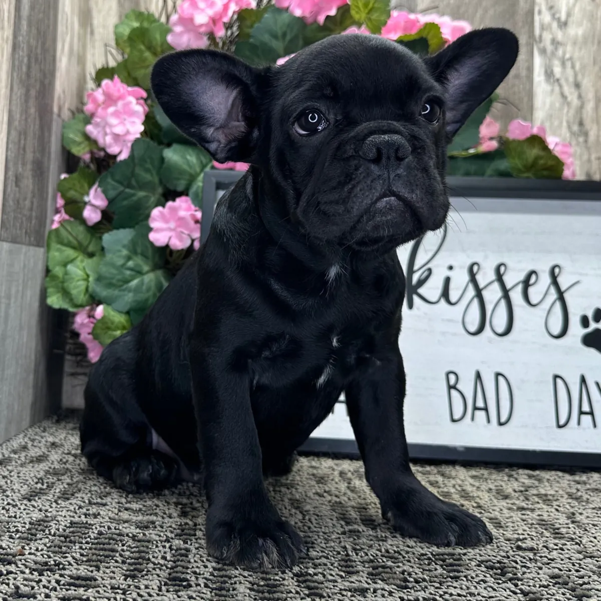 ¡Precioso Cachorro Bulldog Francés Negro Azabache! 🌸🐶