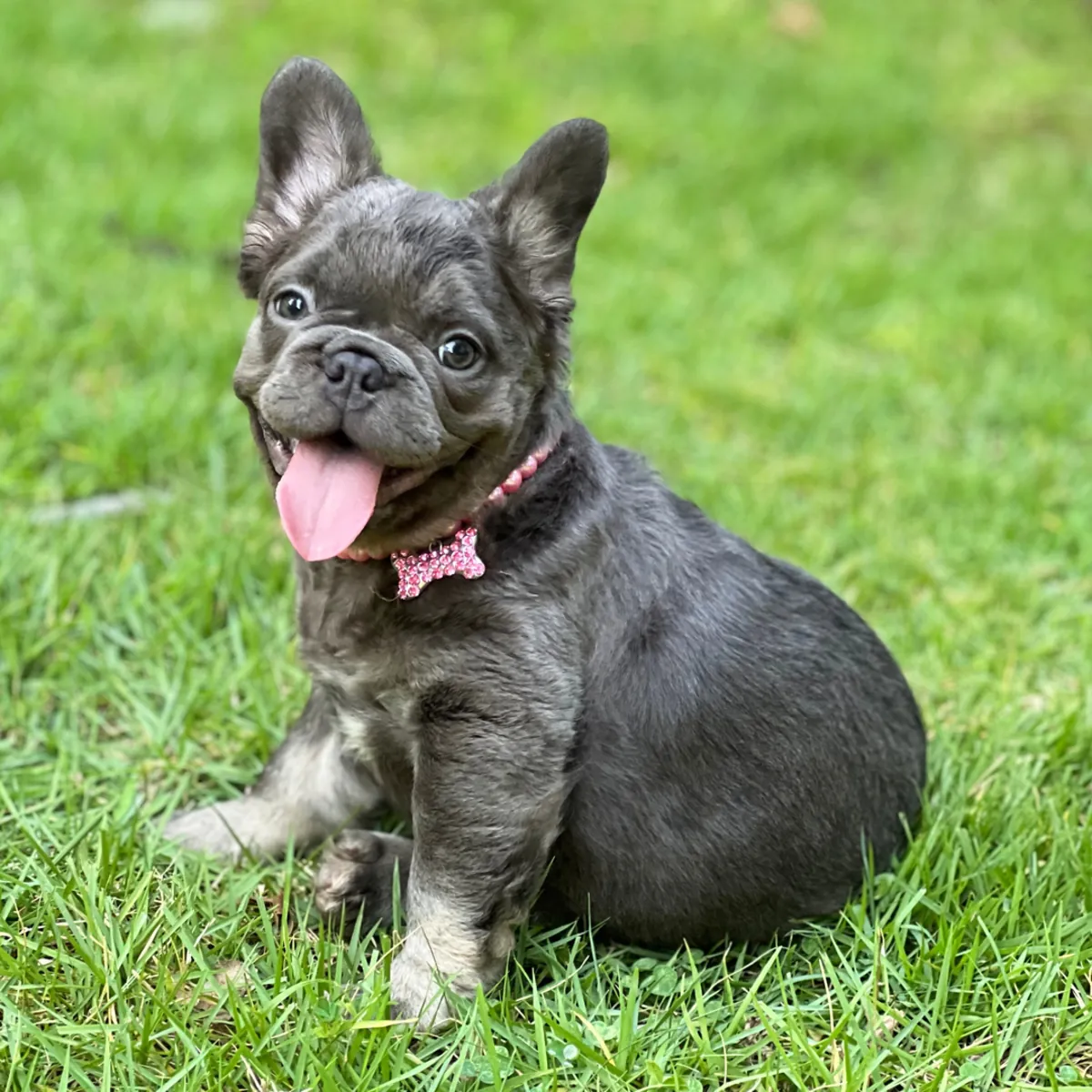 Özel Fransız Bulldog Yavru Pío Gri ve Beyaz!