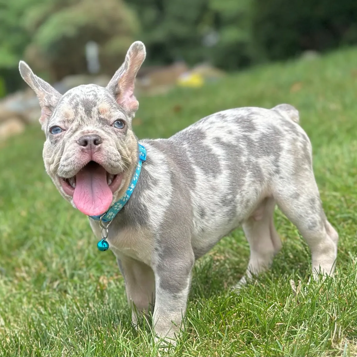 Muhteşem Mavi Merle Fransız Bulldog Yavru!
