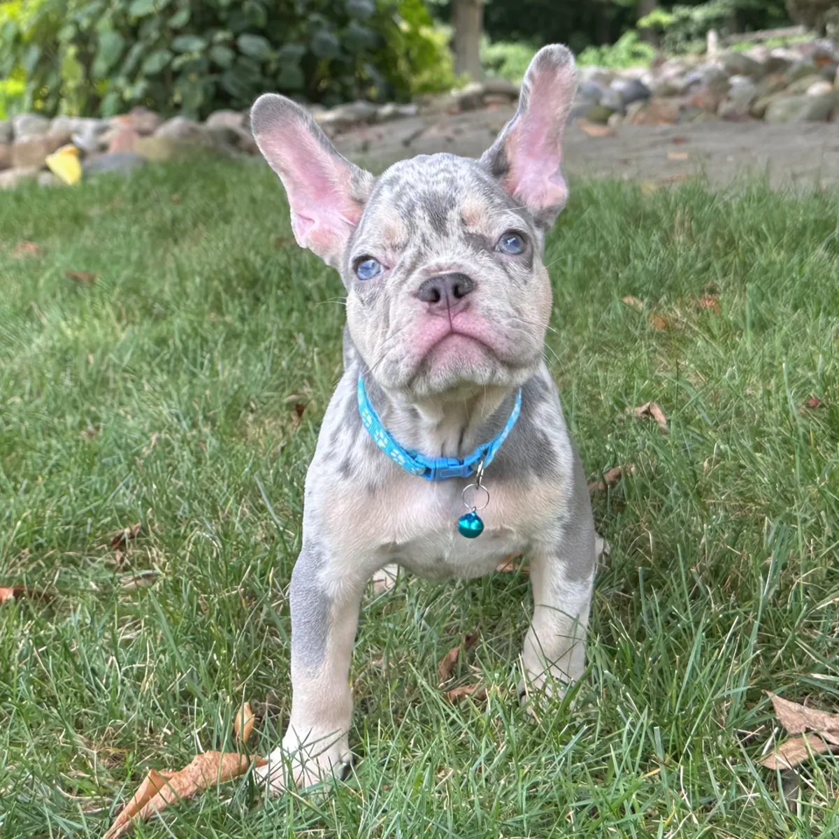 Muhteşem Mavi Merle Fransız Bulldog Yavru!