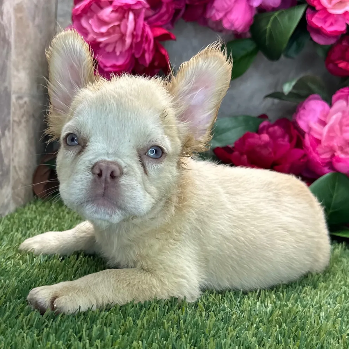 ¡Encantador Cachorro Bulldog Francés Fluffy Crema! 🌸🧸