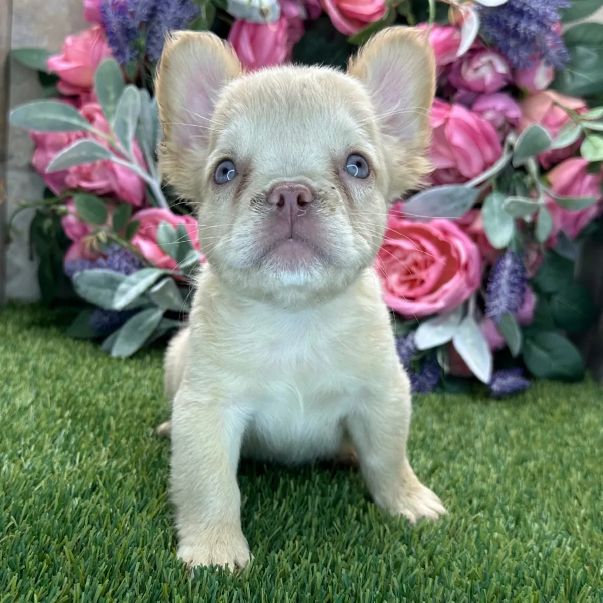 ¡Encantador Cachorro Bulldog Francés Fluffy Crema! 🌸🧸