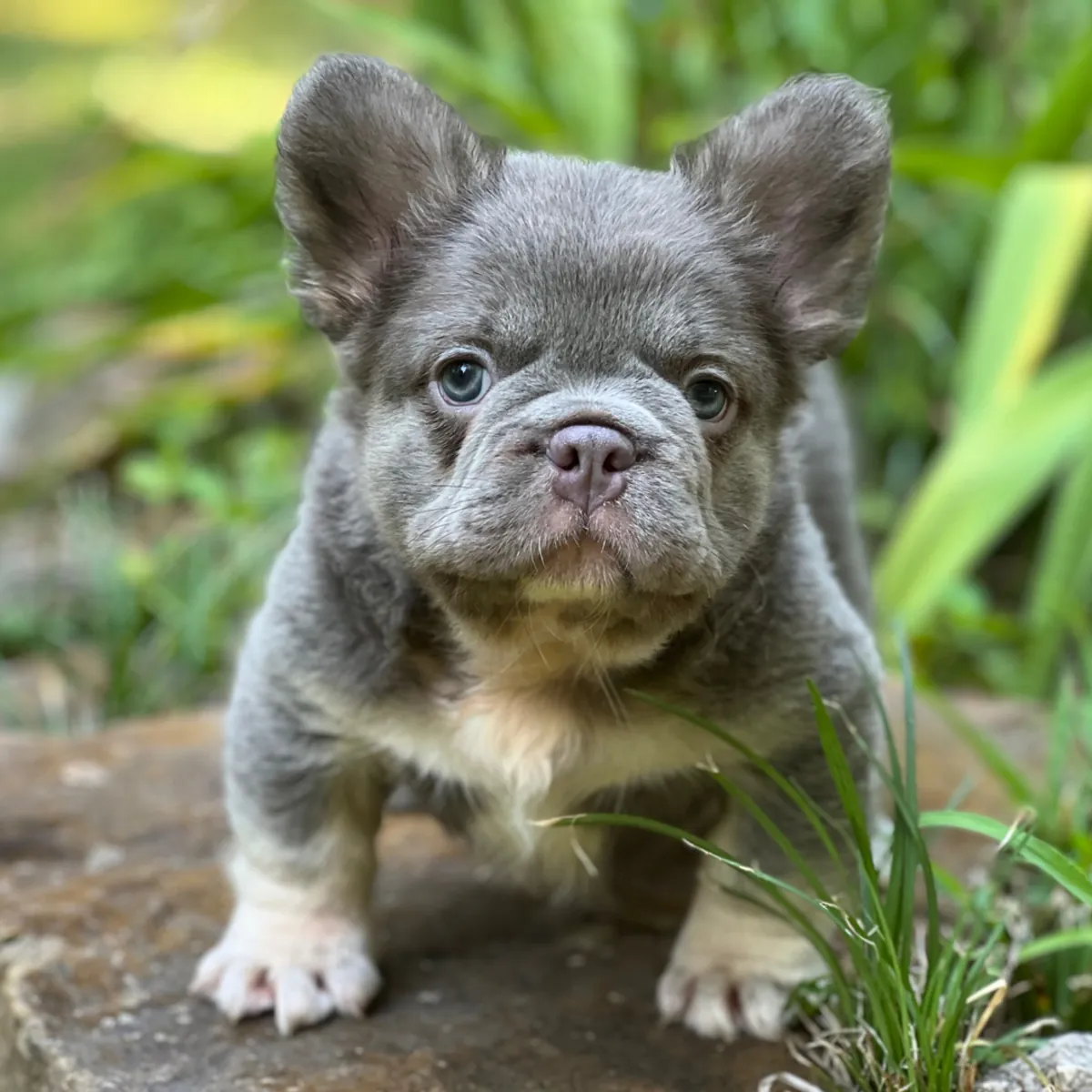 ¡Espectacular y Robusto Cachorro Bulldog Francés Fluffy Azul! 🧸✨