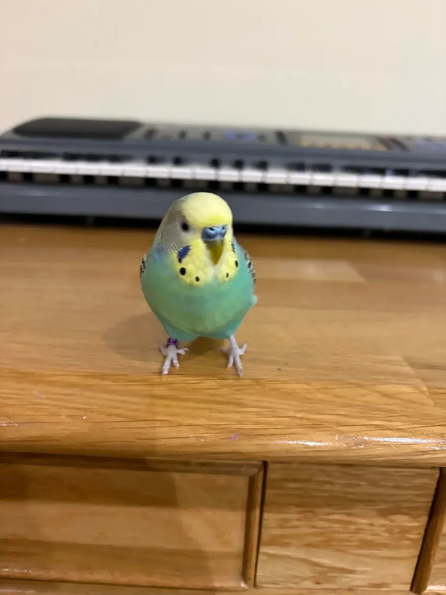 Friendly budgie that enjoys flying around the room