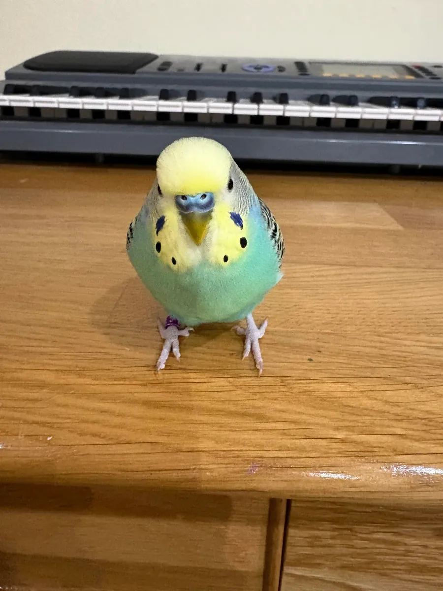 Friendly budgie that enjoys flying around the room