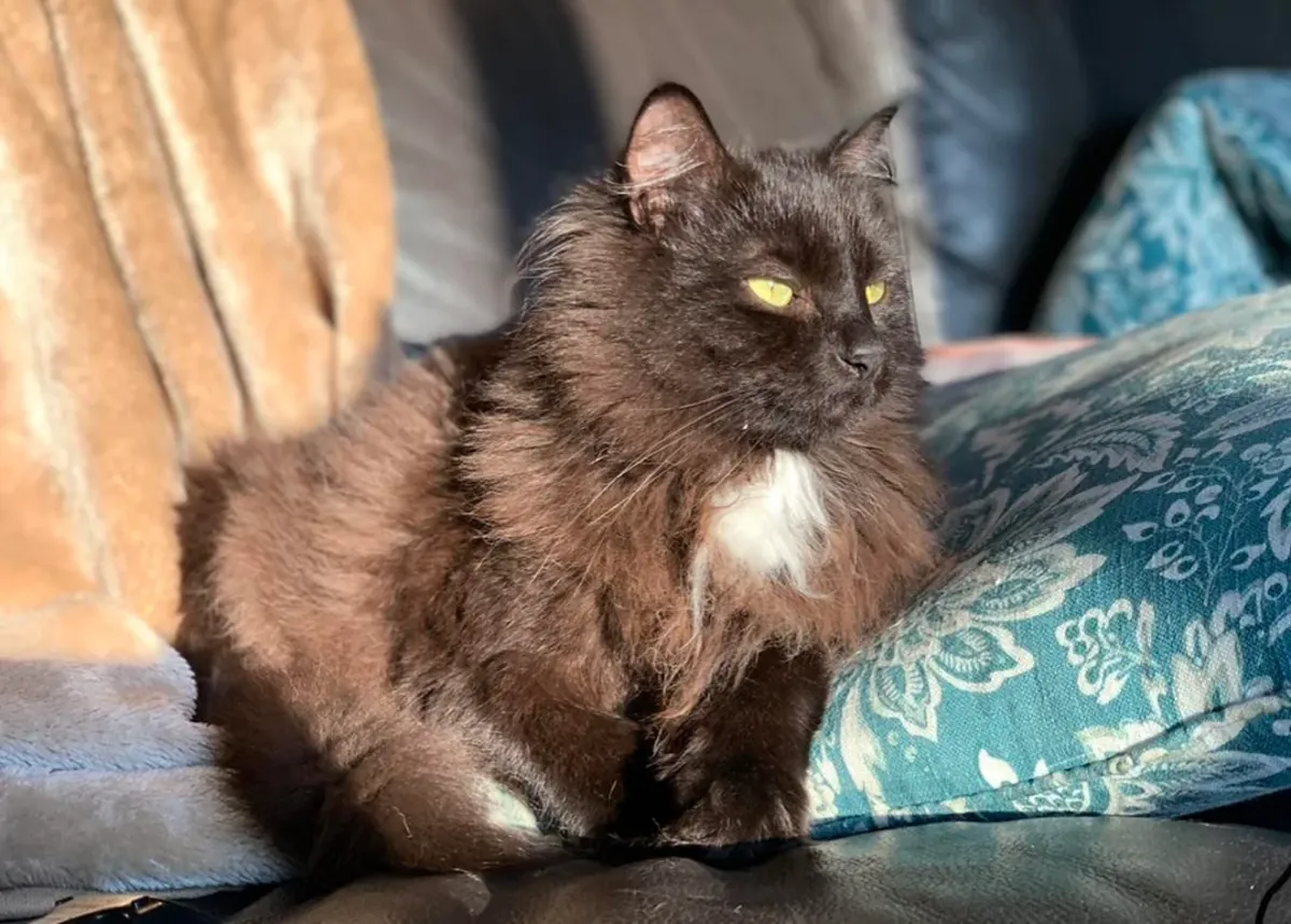 Ragdoll cat that prefers calm indoor life