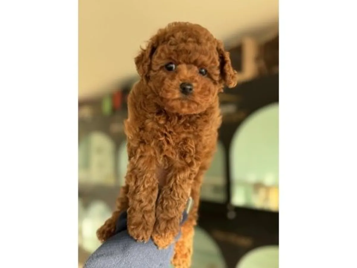 Brown toy poodle puppy raised inside a family home