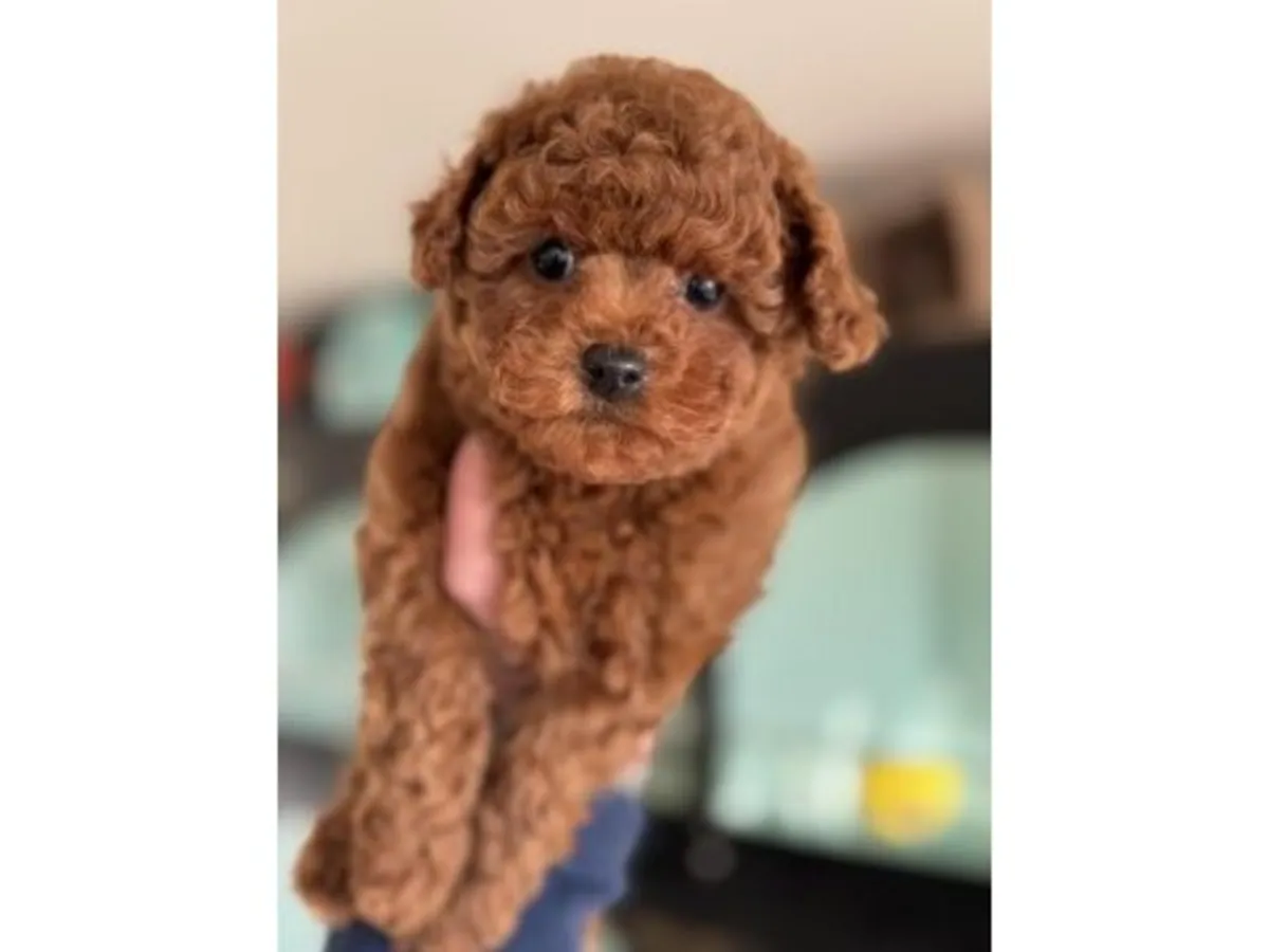 Brown toy poodle puppy raised inside a family home