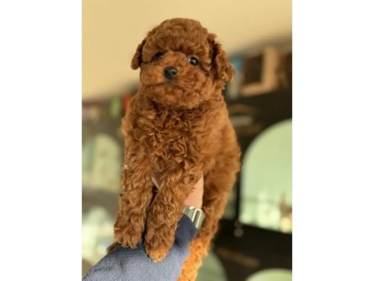Brown toy poodle puppy raised inside a family home