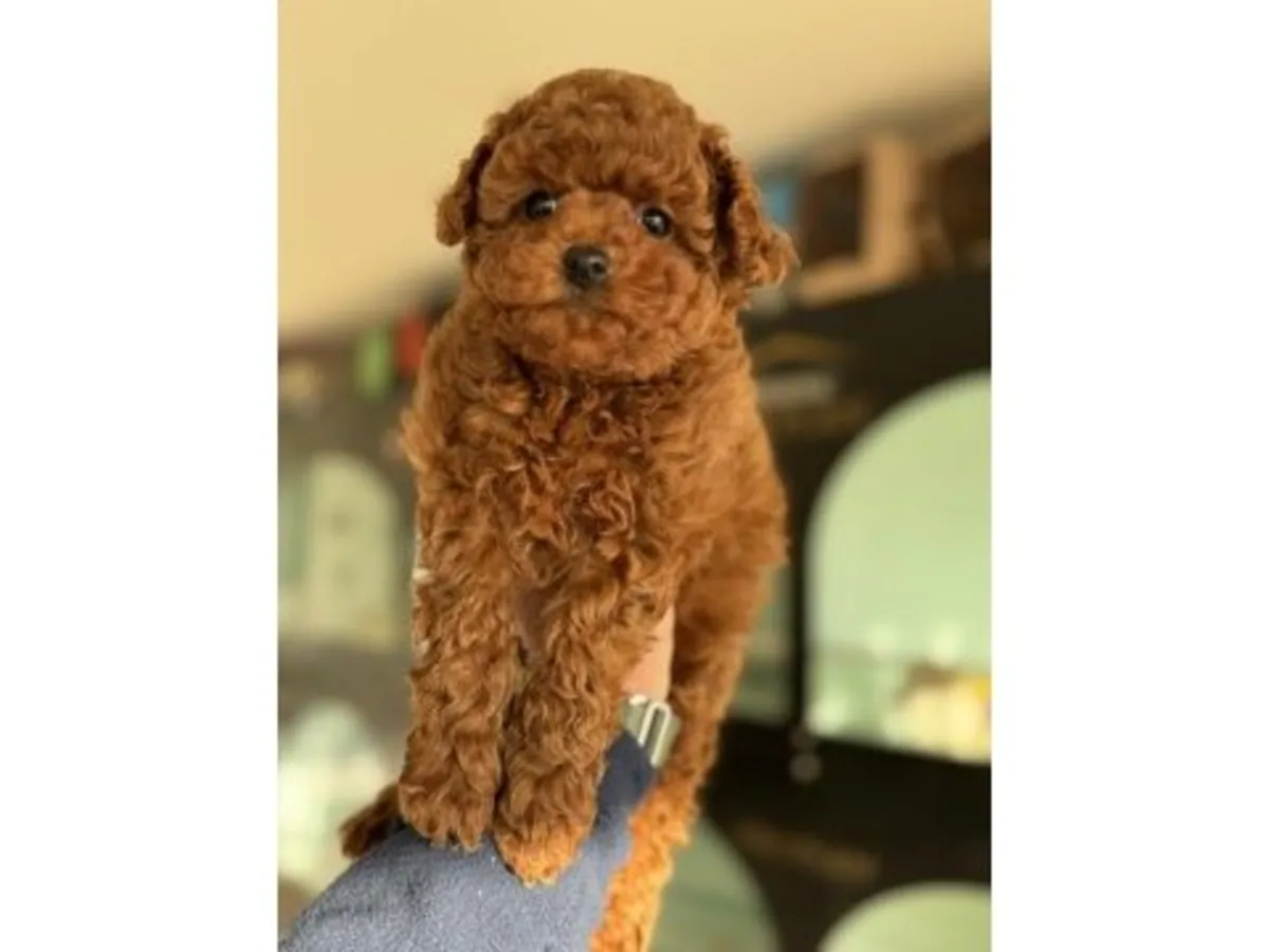 Brown toy poodle puppy raised inside a family home