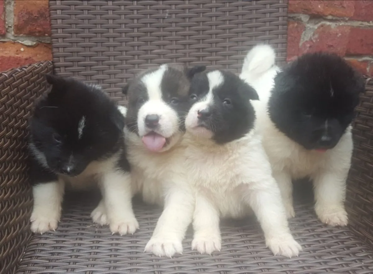 4 precious purebred Akitas left.