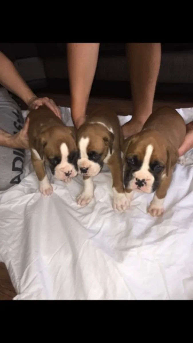 拳师犬小狗准备好寻找新家