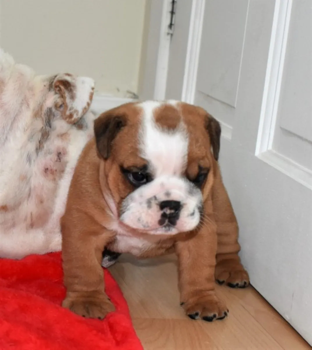Betty And Reg Have Had Their English Bulldog Puppies