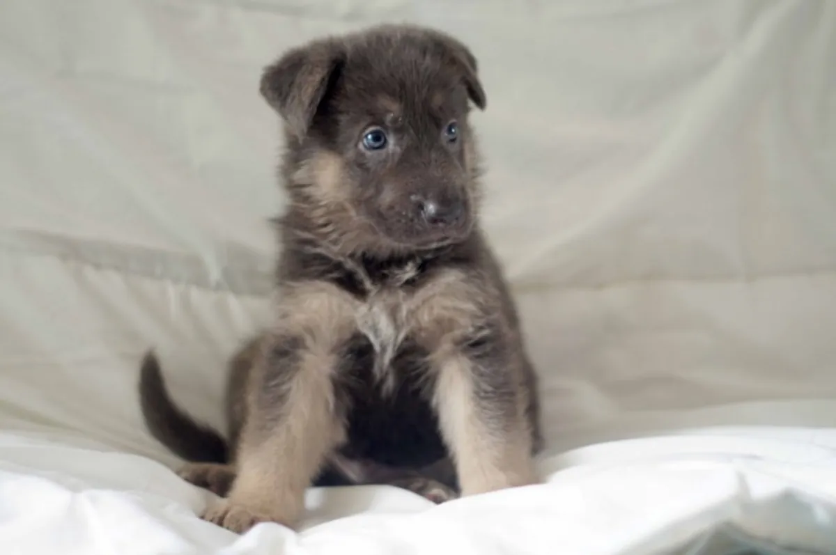 Outstanding Kc German Sheperd Pups