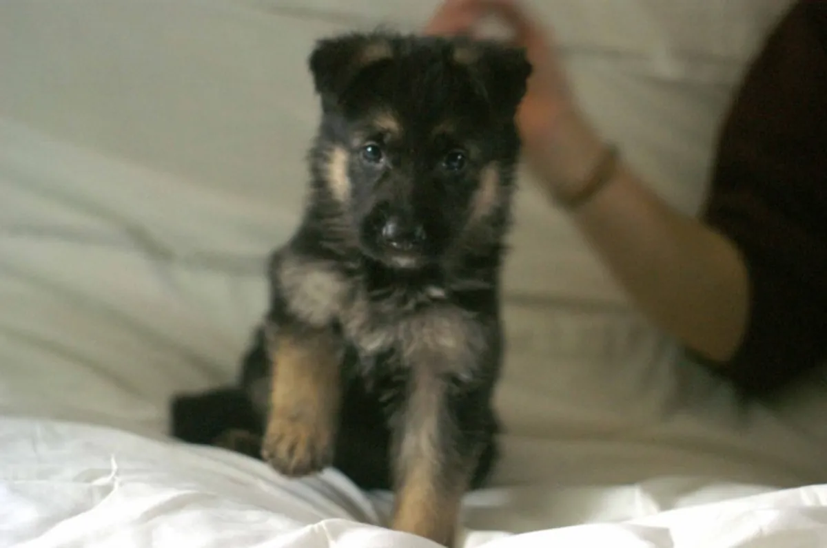 Outstanding Kc German Sheperd Pups