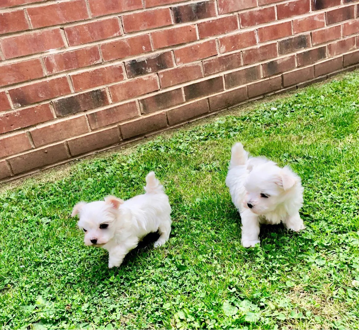 Cachorros Maltés en Venta