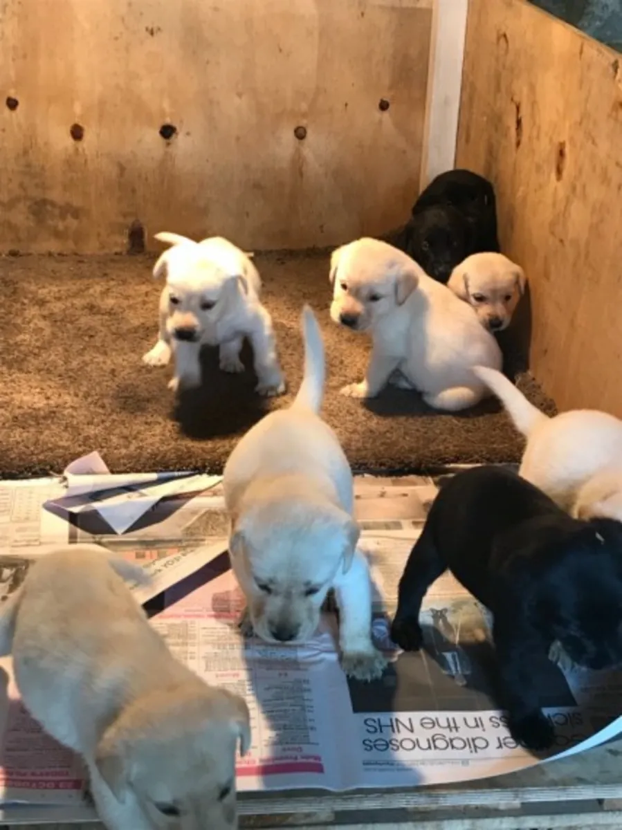 Nous avons 2 chiens labrador enregistrés AKC disponibles.
