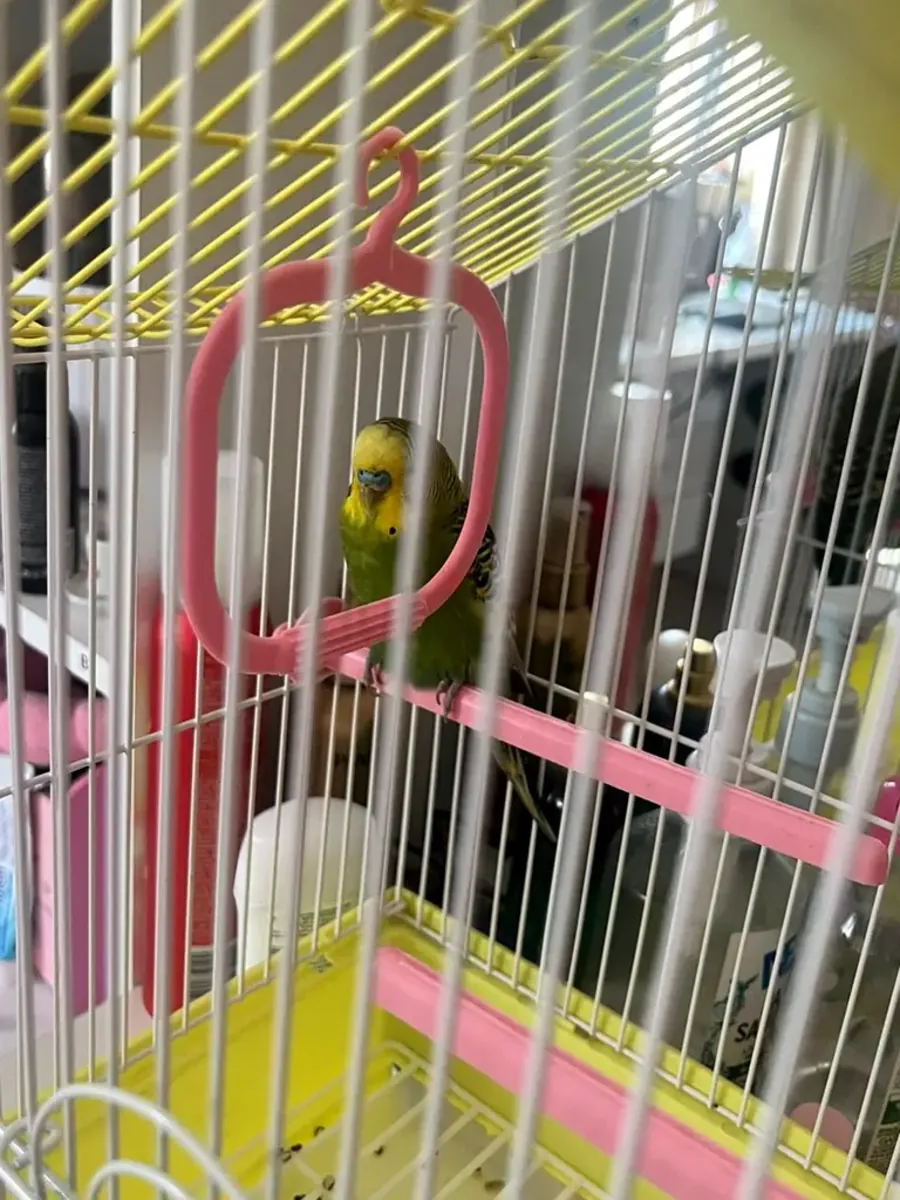 Young budgie used to human voices looking for a new home