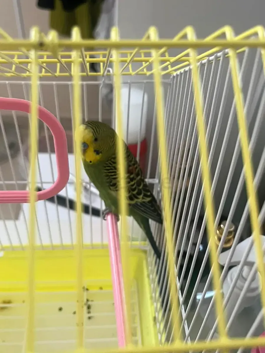 Young budgie used to human voices looking for a new home