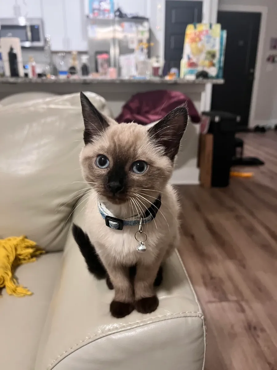 Talkative siamese cat raised in a quiet apartment