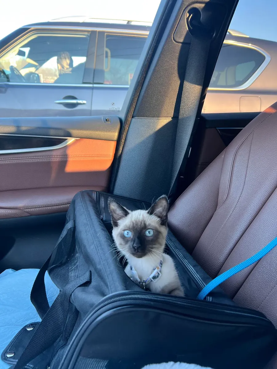 Talkative siamese cat raised in a quiet apartment