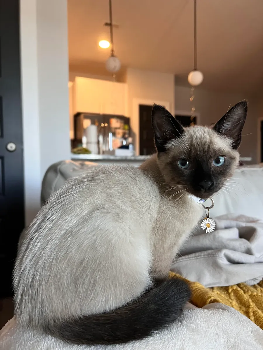 Talkative siamese cat raised in a quiet apartment