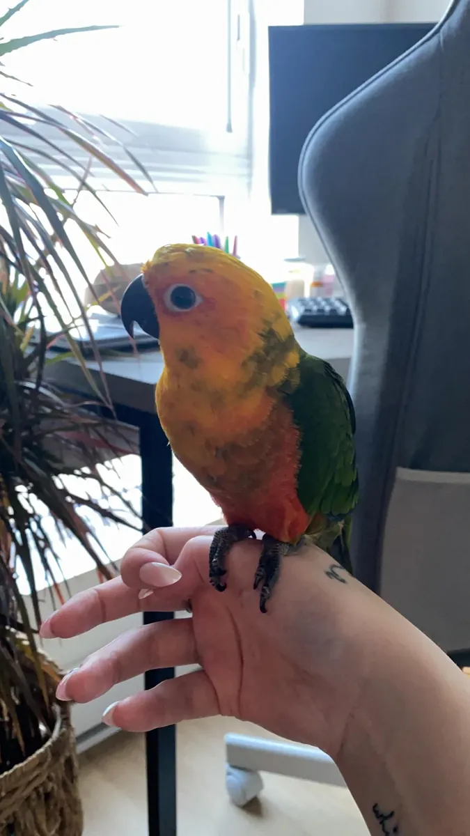 Small conure parrot that enjoys human interaction