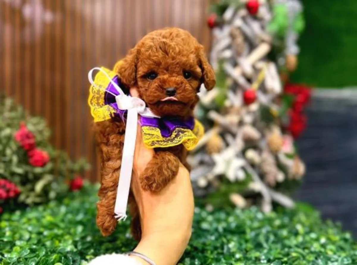 Brown toy poodle raised in a home environment