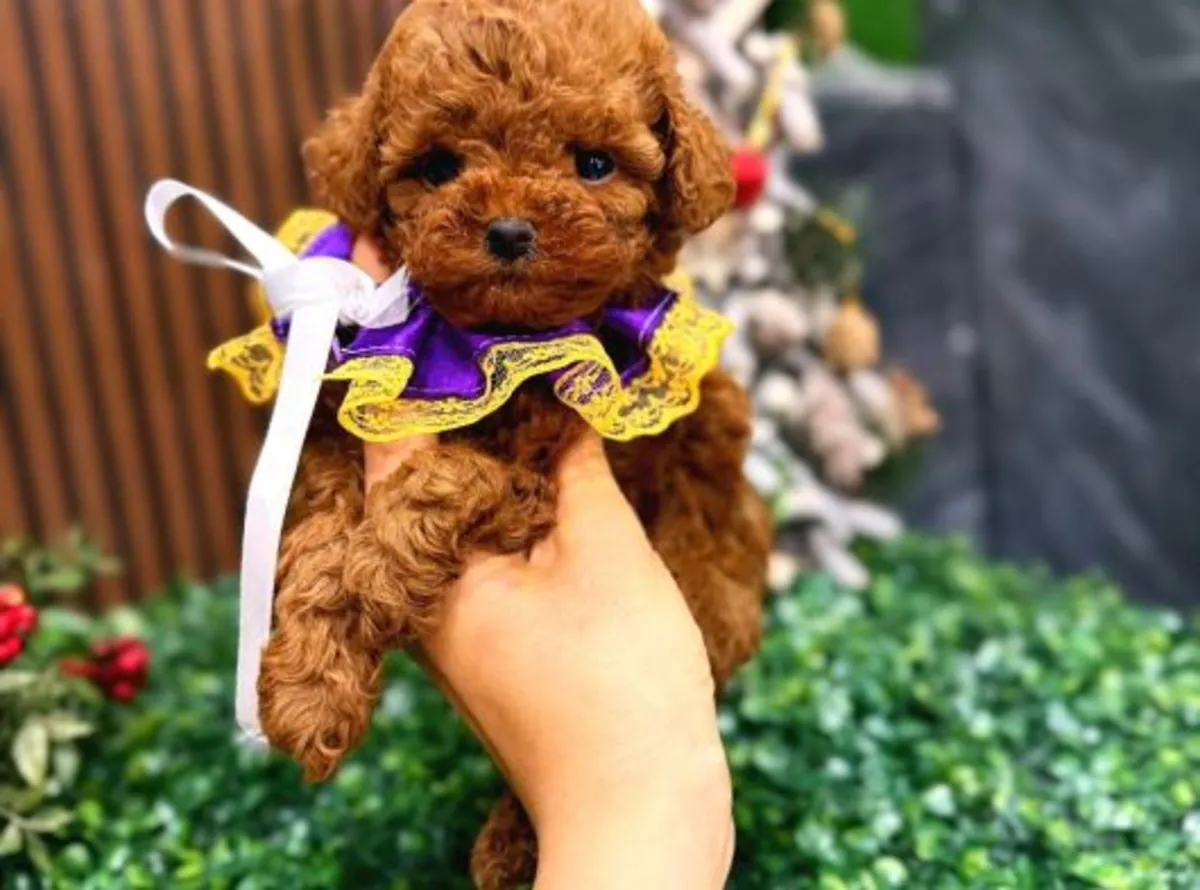 Brown toy poodle raised in a home environment