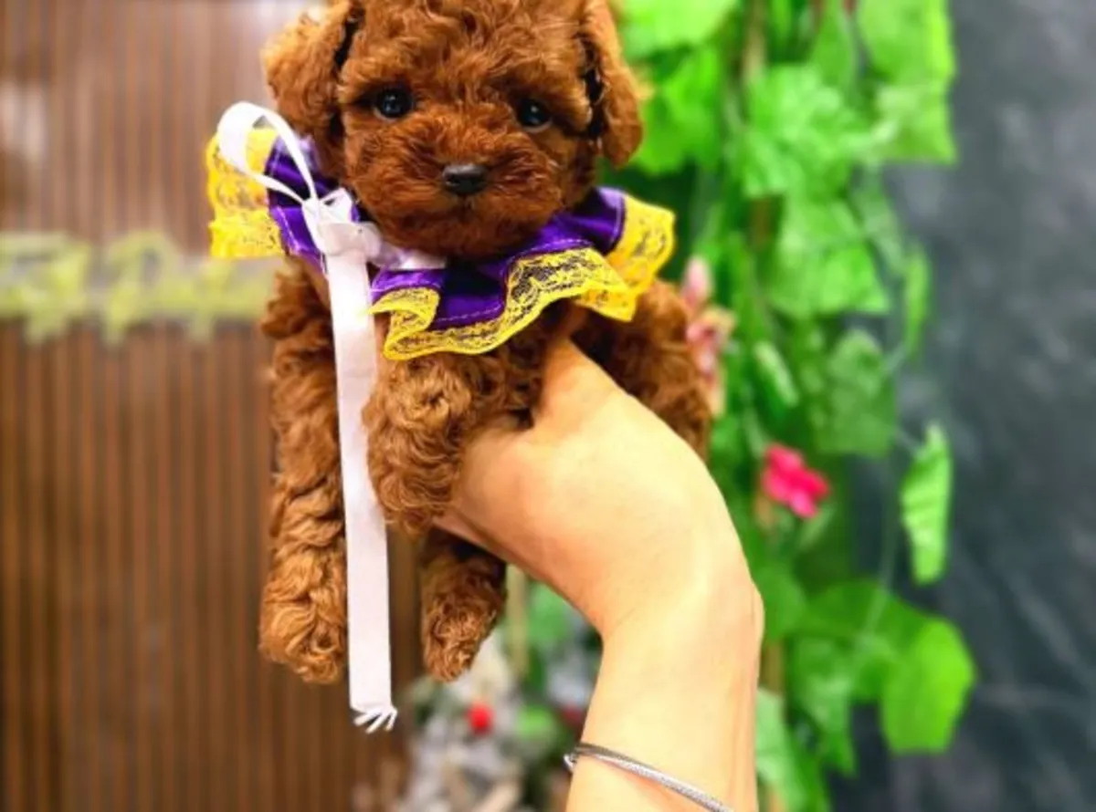 Brown toy poodle raised in a home environment