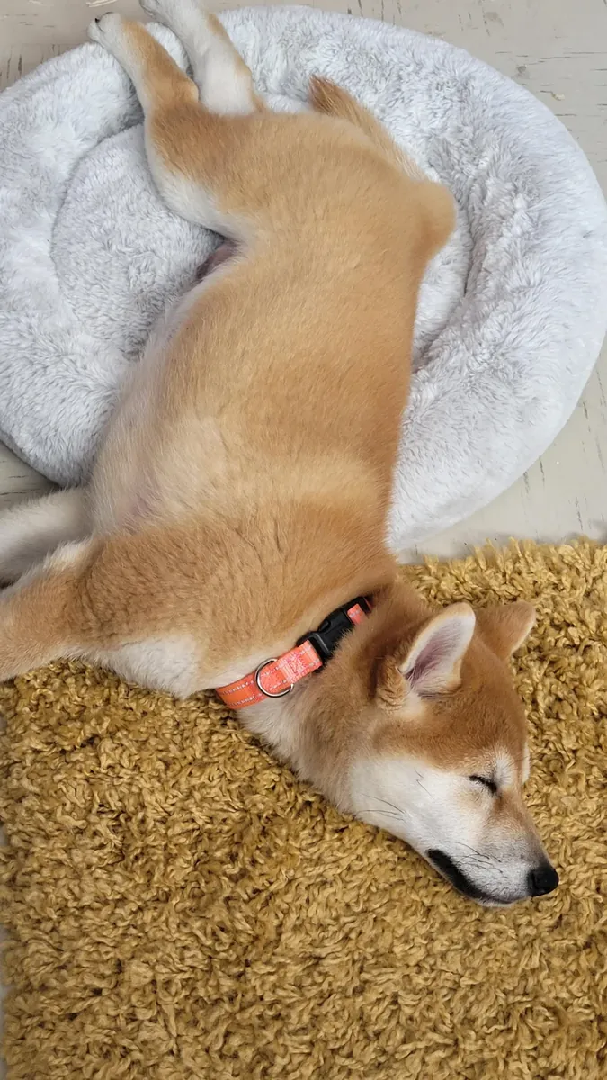 Independent shiba inu used to apartment life