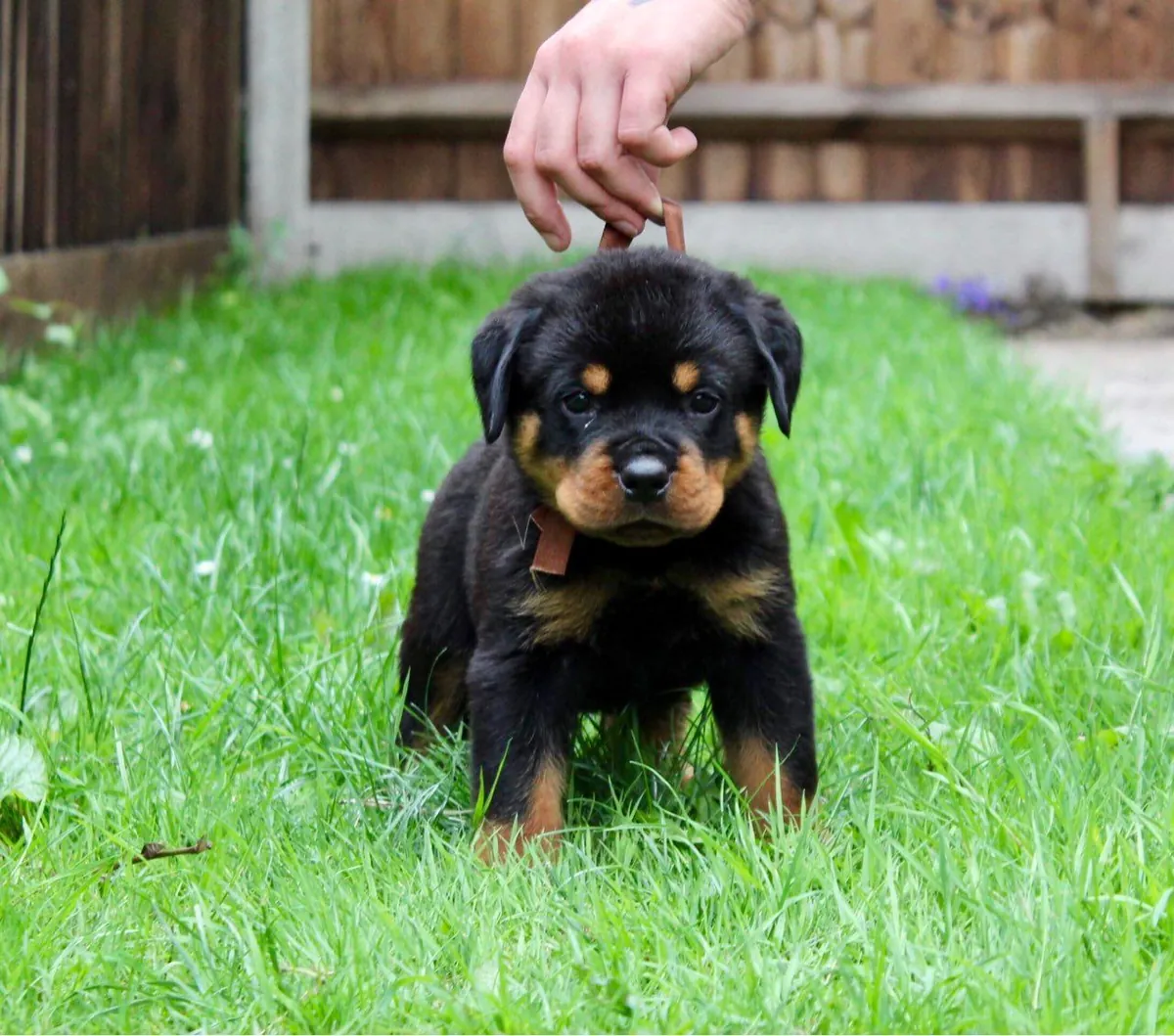 Pedigree Rottweiler Puppies For Sale