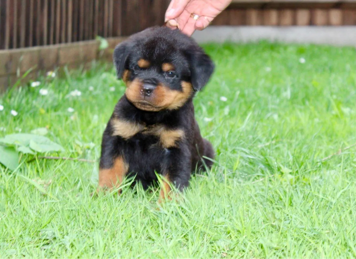 Pedigree Rottweiler Puppies For Sale