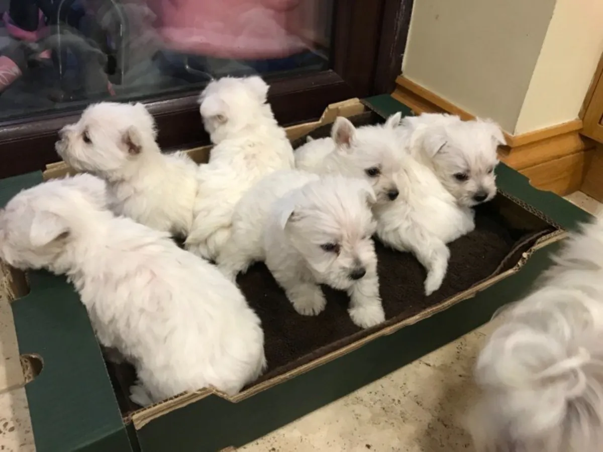 Beautiful West Highland Terrier Puppies