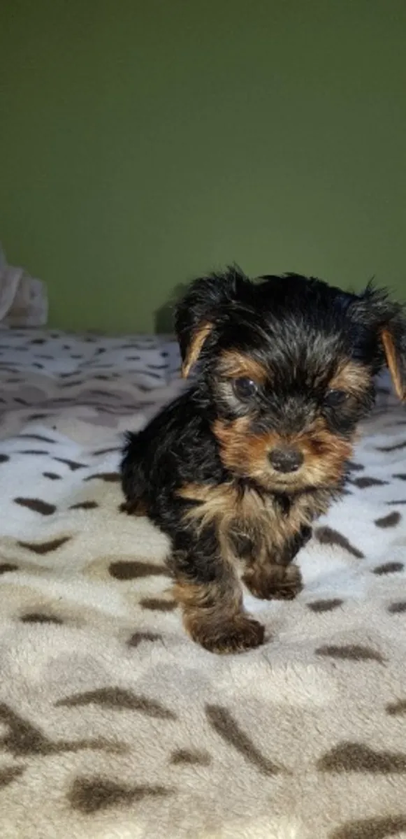 Preciosos cachorros Yorkshire en venta